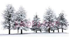 雪松,3D,白色PNG