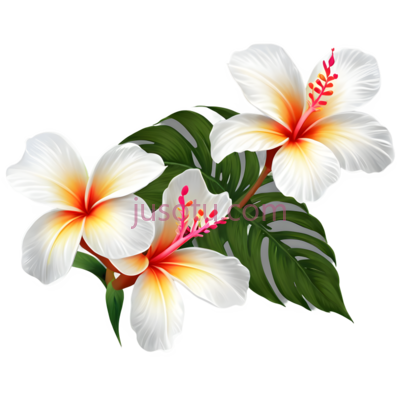 植物,花卉, PNG