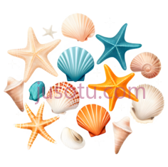 星星,贝壳PNG