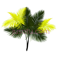 绿叶, PNG