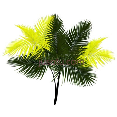 绿叶, PNG