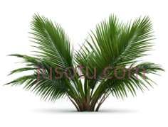 棕榈树,插画,绿色PNG