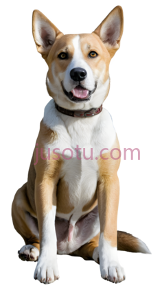 狗, PNG