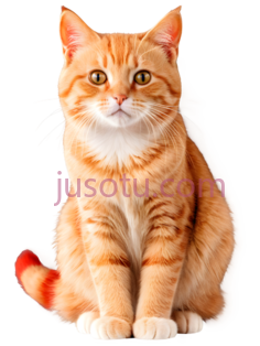 猫,坐姿,橘色PNG