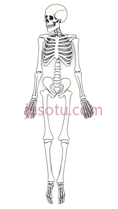 骨骼, PNG