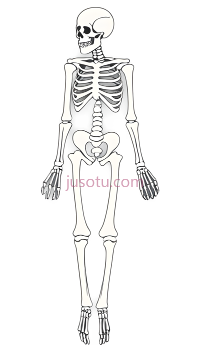 骨骼, PNG