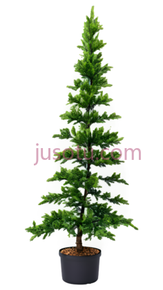 崖柏,装饰,植物PNG