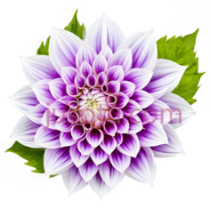 菊花,自然,紫色,白色PNG