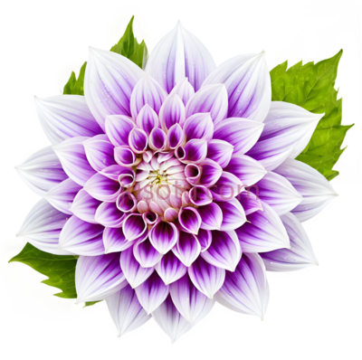菊花,自然,紫色,白色, PNG