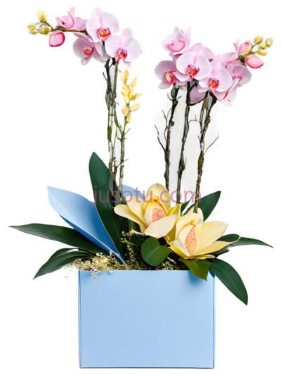 花,插花,蓝色盒子, 粉色花朵, 黄色花朵, PNG