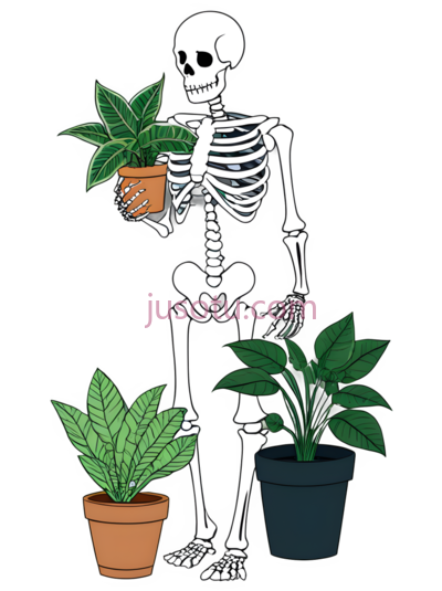 骨骼,植物盆栽, PNG