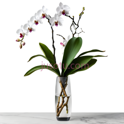 花瓶里的兰花,现代,白色花瓣带紫色斑点,绿色叶子, PNG
