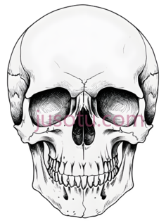 颅骨PNG