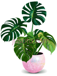 绿萝,花盆PNG