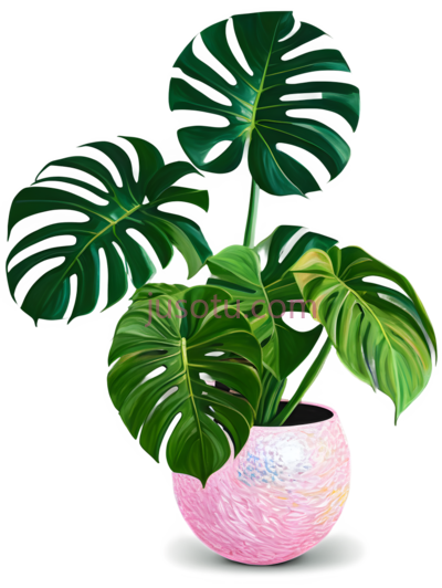 绿萝,花盆, PNG