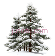 雪松,插画,绿色, PNG