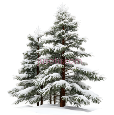 雪松,插画,绿色, PNG