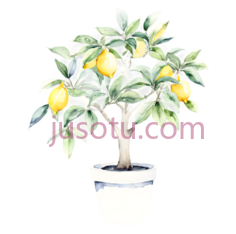 水彩,柠檬树,花盆PNG