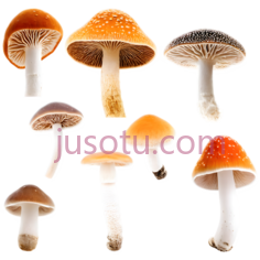 蘑菇,自然,白色PNG