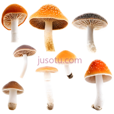 蘑菇,自然,白色, PNG