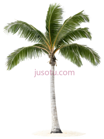 热带棕榈树,海滩, PNG