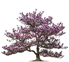 樱花树,插画,粉色PNG