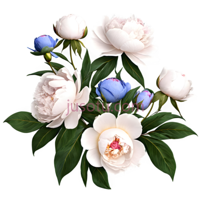 牡丹花,插画,白色,蓝色, PNG