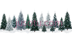 冬季,雪,圣诞树PNG