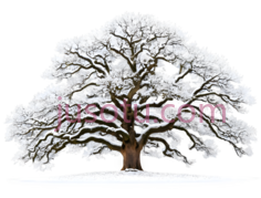 橡树,雪地PNG