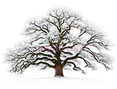 橡树,雪地, PNG