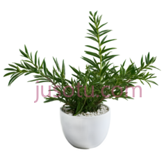 盆栽,现代,绿色植物,白色花盆PNG