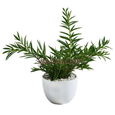 盆栽,现代,绿色植物,白色花盆, PNG