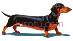 腊肠狗PNG