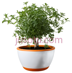 盆栽,现代,白色,橙色PNG
