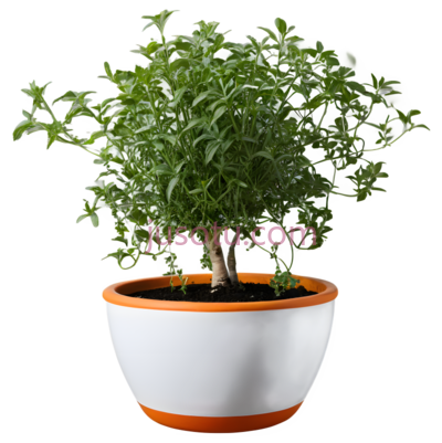 盆栽,现代,白色,橙色, PNG