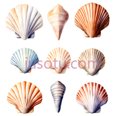 贝壳,自然,蓝色PNG