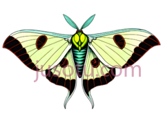 月球蛾PNG