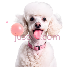 狗,卷毛,白色PNG