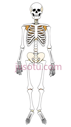 骨骼PNG