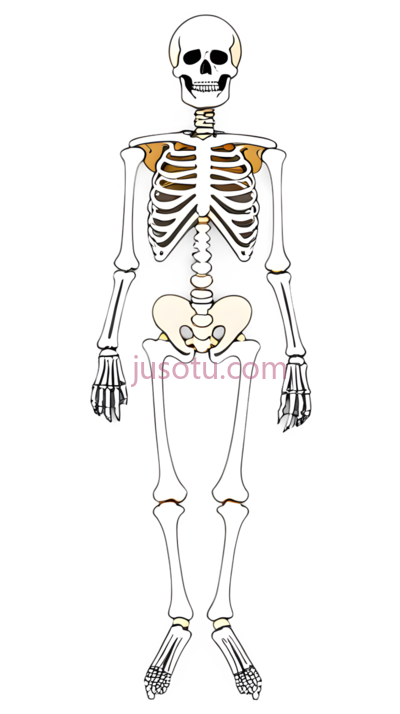 骨骼, PNG