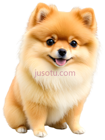 博美犬,卡通,浅棕色, PNG