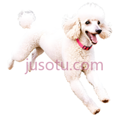 开心贵宾犬,欢快PNG
