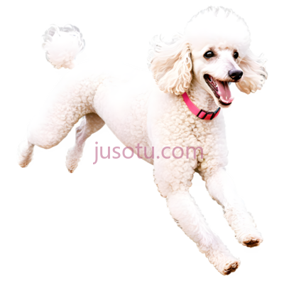 开心贵宾犬,欢快, PNG