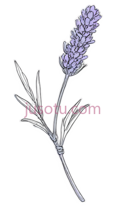 薰衣草花, PNG
