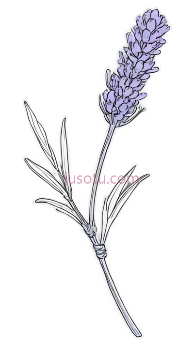薰衣草花, PNG