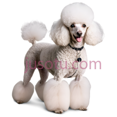 泰迪狗,卷毛,白色PNG