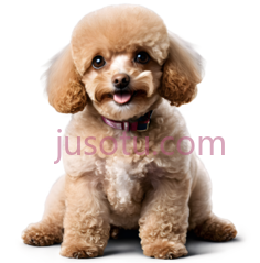 玩具贵宾犬PNG
