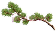 松枝,插画,绿色PNG