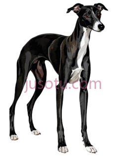 黑猎犬PNG