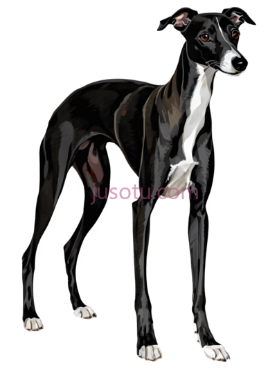 黑猎犬, PNG
